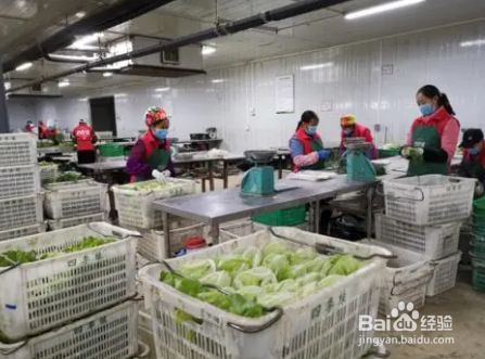 蔬菜花卉一體化配送分揀規程